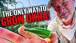 Growing Okra  Best Tips [upl. by Arrak]