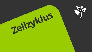 Gut erklärt Die Phasen des Zellzyklus  Biologie  Genetik [upl. by Lokin]