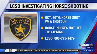 Authorities investigating horse injured by shotgun in Lubbock County [upl. by Niawtna444]