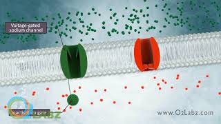 The Excitable Cell And Resting Membrane Animation [upl. by Enyaht]