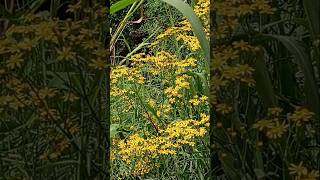 🌼Senecio brasiliensis Mariamole🌼Flor das almas Tasneirinha Canguçu em coressantacatarinabrasil [upl. by Orland]