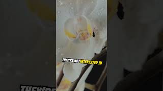 Why orchid roots are coming out from pots gardening short [upl. by Eiclek]