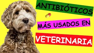 ANTIBIÓTICOS para INFECCIONES VETERINARIAS [upl. by Nahtannhoj]