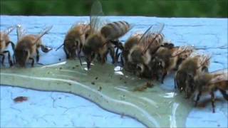 Honey Bees Eating Honey [upl. by Otte132]