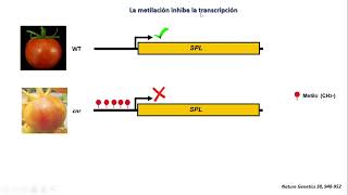 Metilación de DNA [upl. by Orlantha]