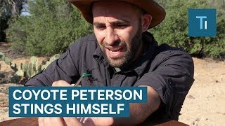 Why Coyote Peterson Stings Himself On YouTube [upl. by Nawram191]