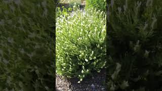 Lavender fall pruning and planting  Lavandula stoechas gardening plant garden [upl. by Yeldua]