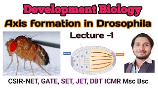 Drosophila Axis formation L1 for CSIR net  Gate DBT ICMR Msc Bsc [upl. by Atirehs]