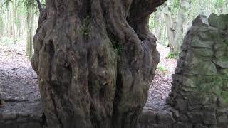 Old YEW TREE Taxus baccata in Leigh Woods UK [upl. by Bunow]