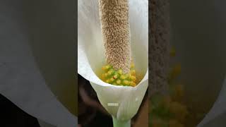 Amorphophallus variabilis in bloom nature amorphophallus plants reels [upl. by Fillbert725]