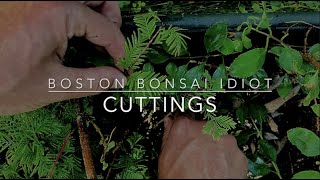 S2E8Bonsai From Cuttings [upl. by Emlynn]