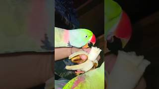 Cute parrot youtubeshorts [upl. by Llewen]