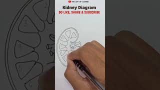 How to draw Kidney Diagram kidney class10th [upl. by Rivera]