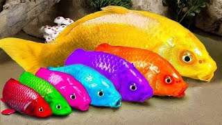 New 💕 FUN VIDEOS OF FISH💕Stop Motion ASMR Colorful Koi Fish Carp amp Carp Koi Fish Catfish Crab [upl. by Christen]