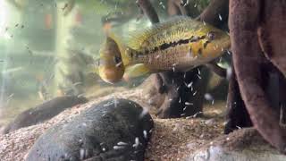 Parachromis Loisellei Friedrichshtali spawning 1 [upl. by Eirek]