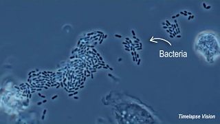 Immune Cells Eating Bacteria Phagocytosis [upl. by Eednas]