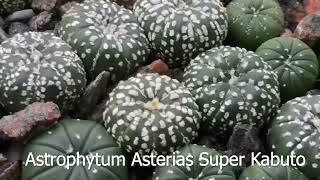 1 year and 9 month old update on Astrophytum Asteria Ariocarpus Gymnocalycium [upl. by Nosnarb]