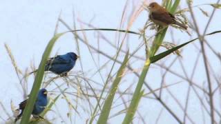 Indigo Buntings Passerina cyanea Male and Female Feeding on Grass Seeds [upl. by Natalya]