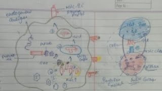 Antigen ProcessingEnd And Exo And Antigen Pressenting [upl. by Belmonte]