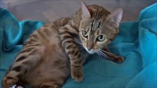 Bengal Cat Is Ready To Give Birth – Labor starts [upl. by Isyad856]