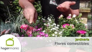 Flores comestibles [upl. by Alisander]