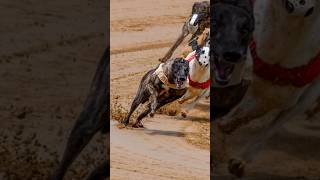 Greyhounds Race season 2024 South Australia greyhounddog doglover greydog dogvideos [upl. by Slosberg569]