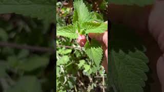 Herbalism Minute Special guest Catnip plantidentification herbalism earthseeddetroit [upl. by Vashtia]