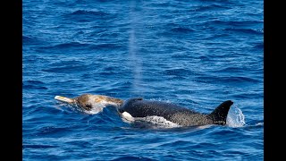 Beaked Whale Pursuit by the Bremer Canyon Orcas [upl. by Stuart266]