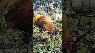 Grotto pet tiange Gold rooster shortvideos viralvideo grottopetmarket ynadmotovlog [upl. by Eugilegna]