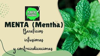 MENTA  mentha   BENEFICIOS  CONTRAINDICACIONES Y COMO USAR ‐ PLANTAS SANADORAS [upl. by Trilby]