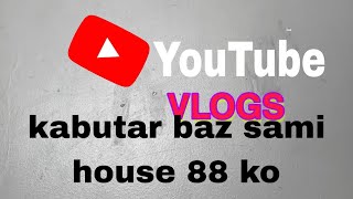 hamara male bhak kar agiya hai subscribe kareo do kabutar baz sami house 88 [upl. by Becka]