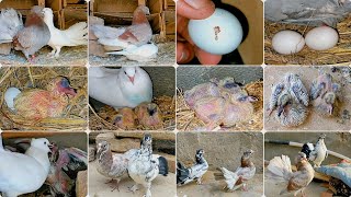 Pigeon eggs hatched and Pigeons Baby Growth Day by day 44 days progress [upl. by Ahaelam]