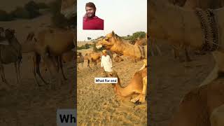 Camel Animal crossing life pragment 🤣🤣 camel 🐫 wildanimals [upl. by Edmondo]