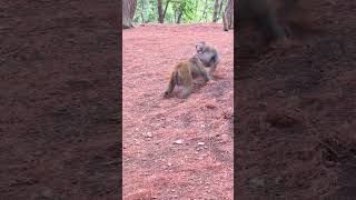 Funny baby monkeys Funny and adorable moments Funny moments that make you laugh to tears 86 [upl. by Geraldina]