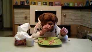 Dogue de Bordeaux Agramerbordog Pegaz eats pizza using fork and knife [upl. by Arakal339]