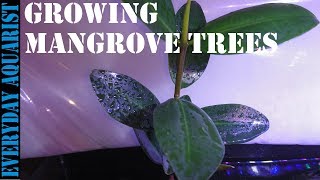 How To Grow Mangrove Tree In Your Aquarium [upl. by Ahsiym930]