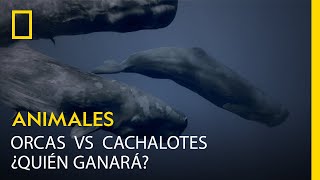 Orcas contra cachalotes ¿quién ganará LOS MÁS PELIGROSOS DE ÁFRICA  NATIONAL GEOGRAPHIC ESPAÑA [upl. by Gainer]