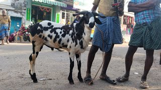 9082024live நேரலை எட்டயபுரம் வெள்ளிக்கிழமை ஆட்டுச் சந்தை [upl. by Aynik]