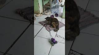 Cemong Kucing lucu main mobilan kucinglucu catlover mainananak [upl. by Koal]