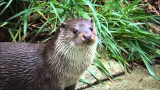 Lutra lutra  Linnaeus 1758 HD  Loutre dEurope  Parc Zoologique de Paris  042014 [upl. by Oeak]