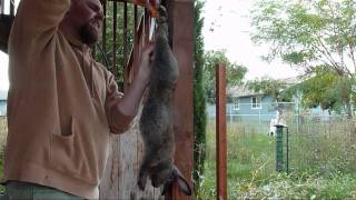 How to Slaughter Skin Gut and Butcher a Meat Rabbit Clean and process a rabbit [upl. by Arriaes]