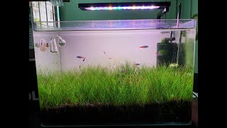 Eleocharis Parvula  Dwarf Hairgrass [upl. by Forelli]