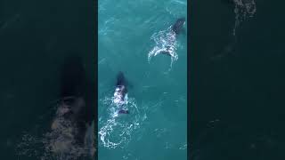 Meet Port and Starboard  Orcas terrorising South Africas great white sharks [upl. by Tori]