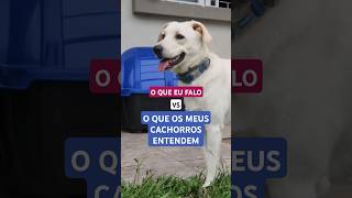 O QUE EU FALO VS O QUE OS MEUS CACHORROS ENTENDEM animaisdeestimacao petsfelizes auau totó [upl. by Luanni87]