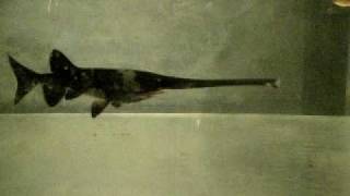 ヘラチョウザメ paddlefish [upl. by Akemyt]