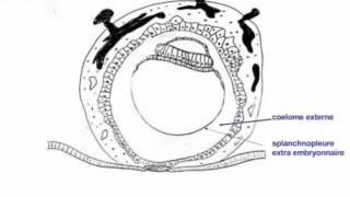 1ère 2éme et 3éme semaine du développement embryonnaire humain YouTube [upl. by Odracer917]