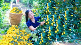 Harvest Oleaster Goes To Market Sell  Harvesting and Cooking  Lý Hương Song [upl. by Horwath]