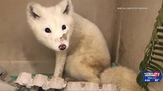 Mysterious white Fox found in Portland getting care [upl. by Eledoya]