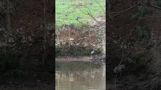 This KINGFISHER is digging a NEST britishwildlife birds [upl. by Uriia346]