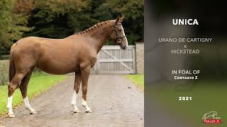 Unica Z Urano d Cartigny x Hickstead [upl. by Aracot]